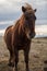 Icelandic horse in the wild sunset