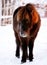 Icelandic horse in winter