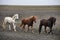 Icelandic horses