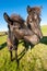 Icelandic horses