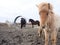 Icelandic horses