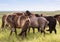 Icelandic horses