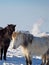 Icelandic horses