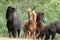 Icelandic horses