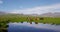 Icelandic horses in amazing nature landscape on Iceland