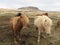 Icelandic horses, beautiful light and dark couple