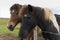 Icelandic horses closeup