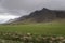 Icelandic horses countryside