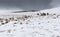 Icelandic horses in a countryside with snow storm in backgroung