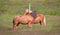 Icelandic horses cuddling in a green field