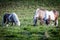 Icelandic horses eating grass