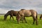 Icelandic Horses in the field