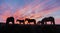 Icelandic horses in the field during sunset, scenic nature landscape of Iceland.