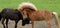 Icelandic horses fighting and playing