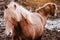 Icelandic horses graze in the field. Close-up. Beautiful red hair and long shaggy bang.