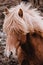 Icelandic horses graze in the field. Close-up. Beautiful red hair and long shaggy bang.