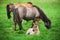 Icelandic horses graze on a green meadow