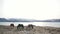 Icelandic horses graze lake