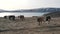 Icelandic horses graze near the lake