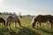 Icelandic horses grazing in a Dutch nature reserve