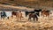 Icelandic Horses. Group of horses