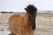 Icelandic Horses in Iceland