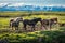 Icelandic horses. The Icelandic horse is a breed of horse developed in Iceland