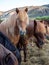 Icelandic horses. The Icelandic horse is a breed of horse developed in Iceland. Although the horses are small, at times pony-sized