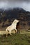 Icelandic horses in the Icelandic landcape