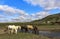 Icelandic Horses in idyllic surroundings, Iceland