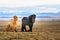 Icelandic horses looking at the viewer in front of snow covered mountains and a lake