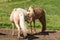 Icelandic horses making friends