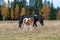 Icelandic horses, mare and foal walking in the autumn pasture