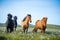 Icelandic horses in a meadow