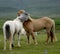 Icelandic horses nestling to each other