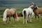 Icelandic horses nestling to each other