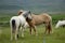 Icelandic horses nestling to each other