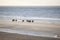 Icelandic horses on north seav beach of dutch island vlieland