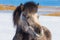 Icelandic horses over snow ground