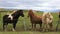 Icelandic horses in the paddock