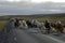 Icelandic horses passing the road