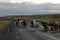 Icelandic horses passing the road