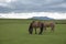 Icelandic horses pasturing in summer