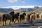 Icelandic Horses Running On A Road