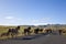 Icelandic Horses Running On A Road