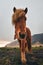 Icelandic horses. South Iceland. Travel around the island.