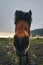 Icelandic horses. South Iceland. Travel around the island.