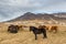 Icelandic horses standing, grazing ,meadow, volcanic mountain