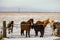 Icelandic Horses Standing Right Next To The Ring Road Waiting To Be Stroked Winter