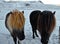 Icelandic horses standing in snow